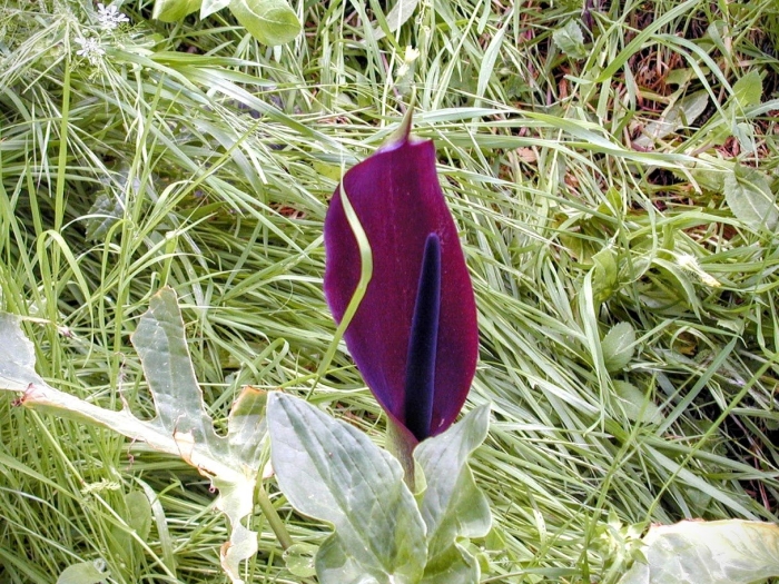 Аронник палестинский