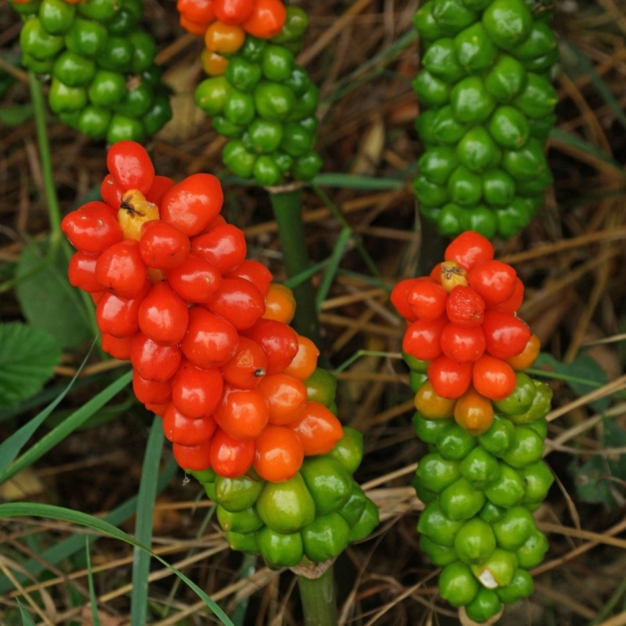 Аронник italicum