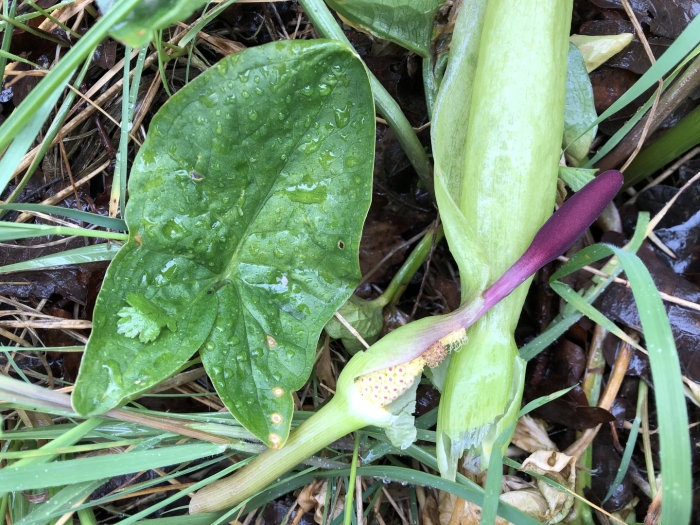 Аронник пятнистый