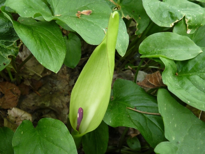 Арум макулатум