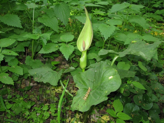 Аронник maculatum