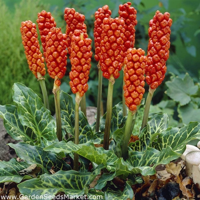 Arum italicum