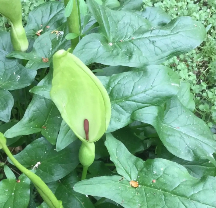 Аронник пятнистый