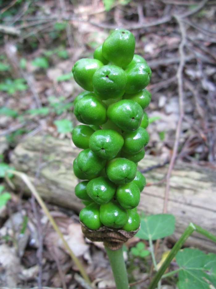 Arum maculatum