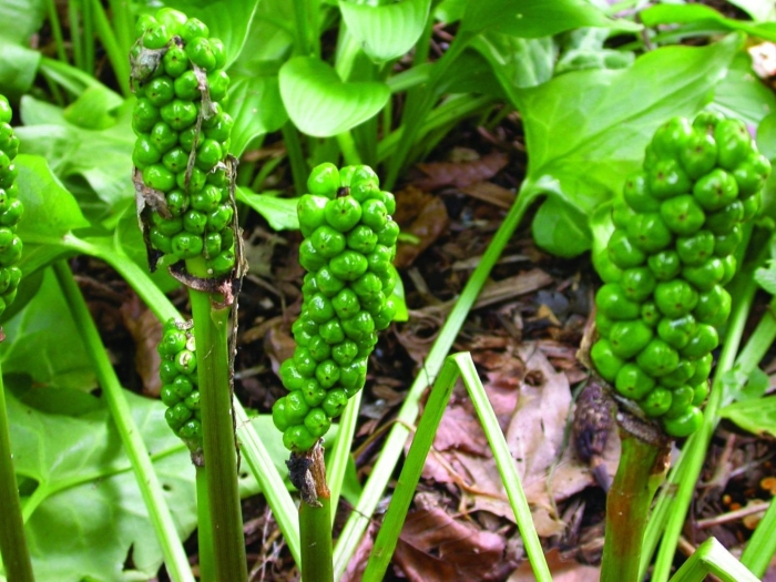 Arum italicum