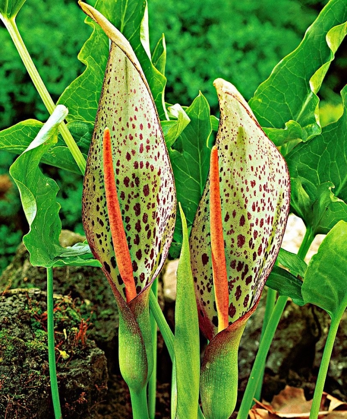 Аронник итальянский