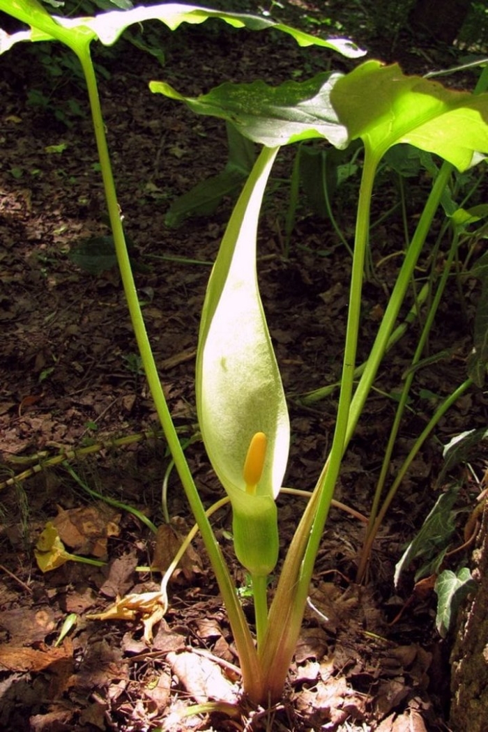 Arum italicum