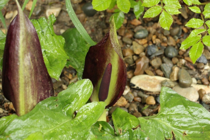 Аронник палестинский