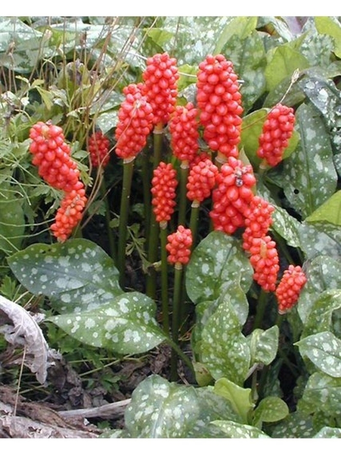 Аронник italicum