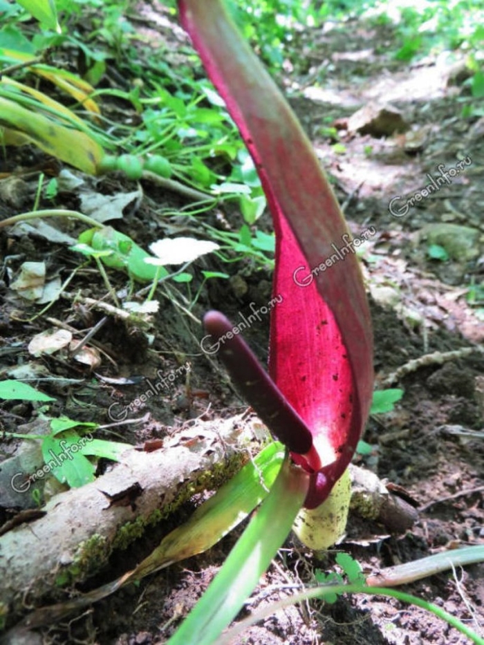 Аронник восточный