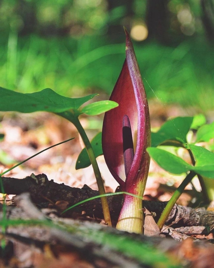 Аронник крымский