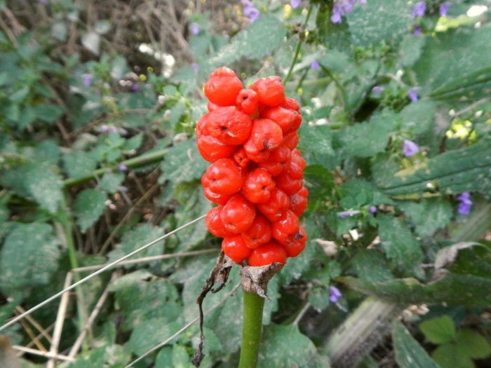 Аронник растение