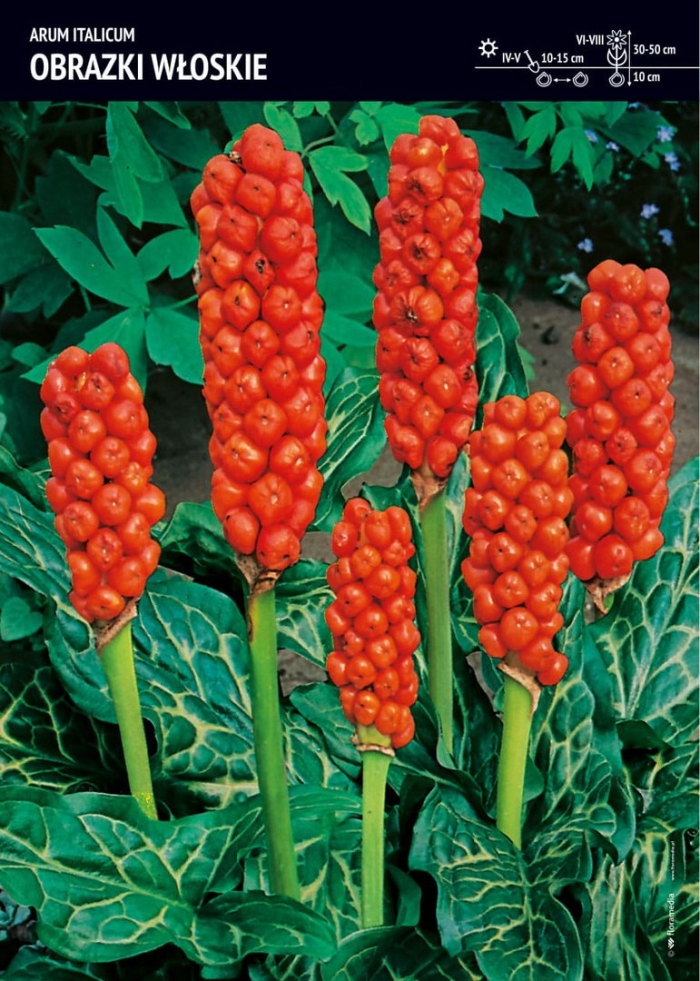 Аронник италикум