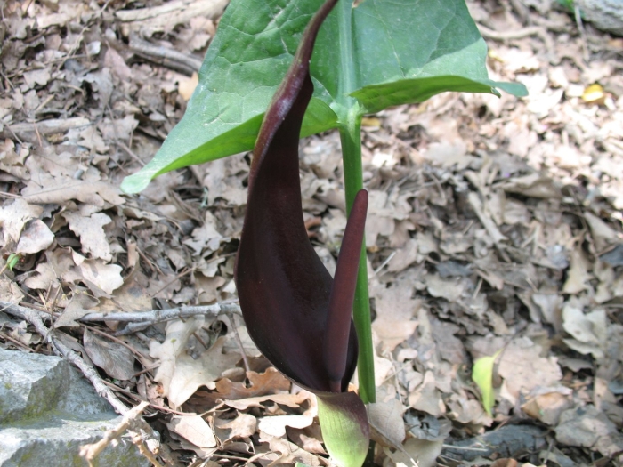 Аронник пятнистый