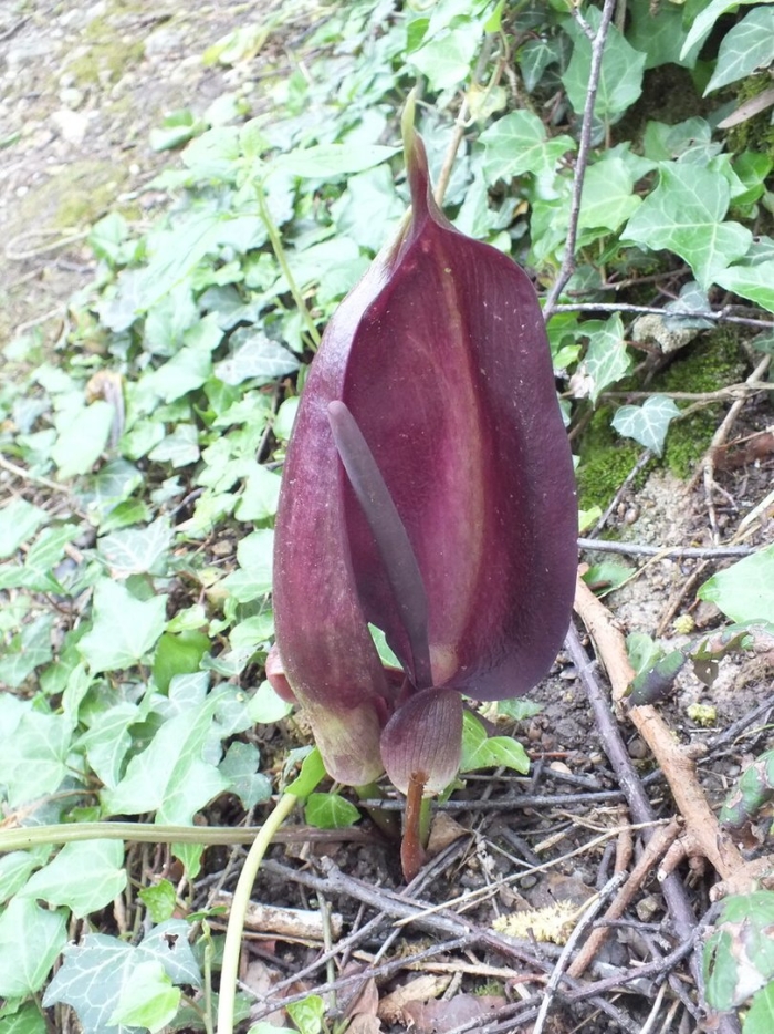 Аронник итальянский