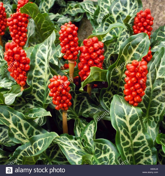 Arum italicum subsp