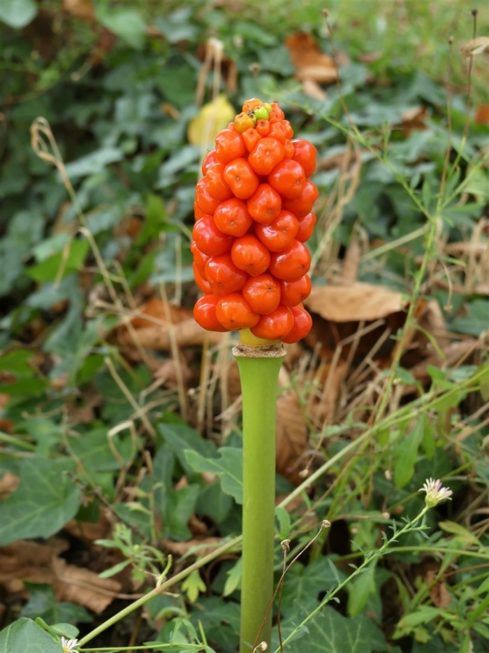 Аронник пятнистый