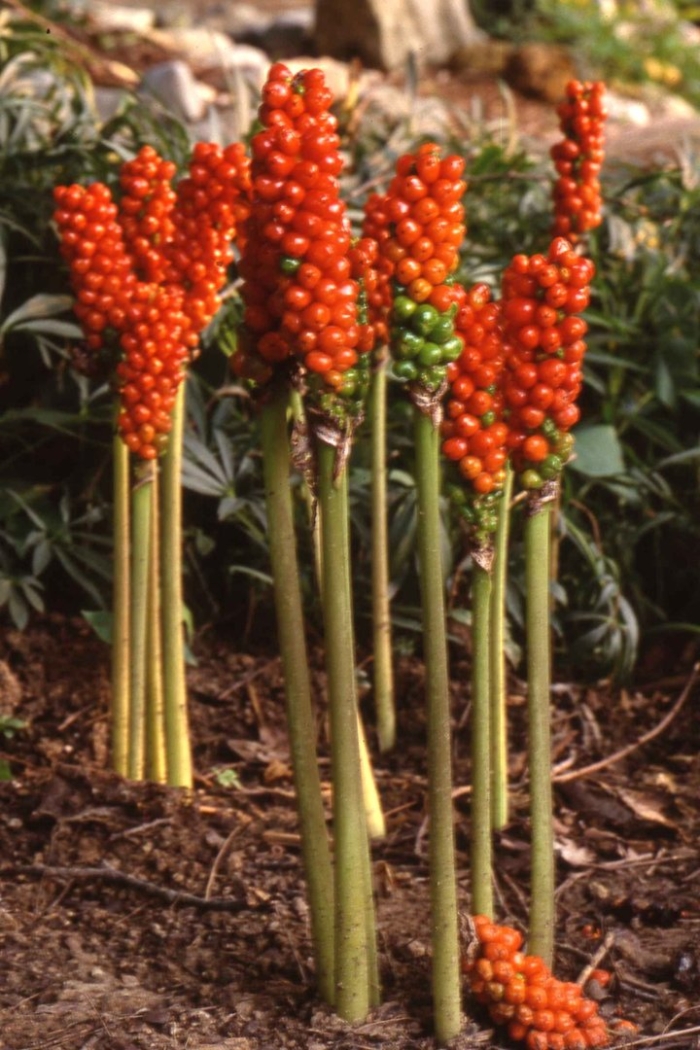 Аронник пятнистый