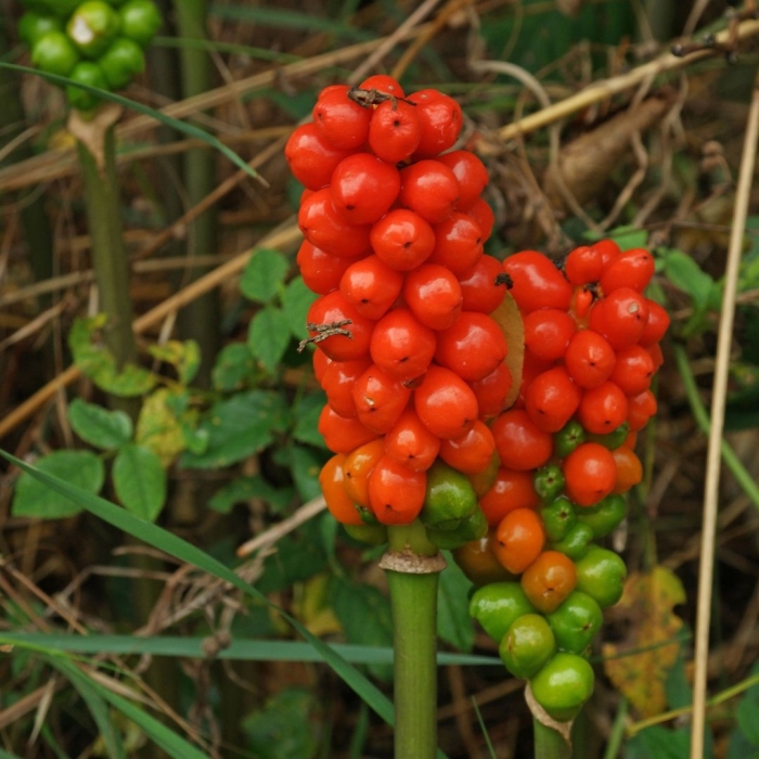 Аронник пятнистый