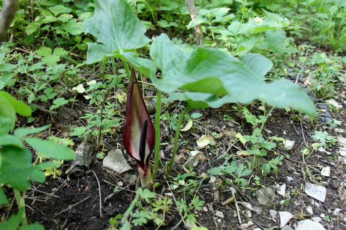 Аронник крымский