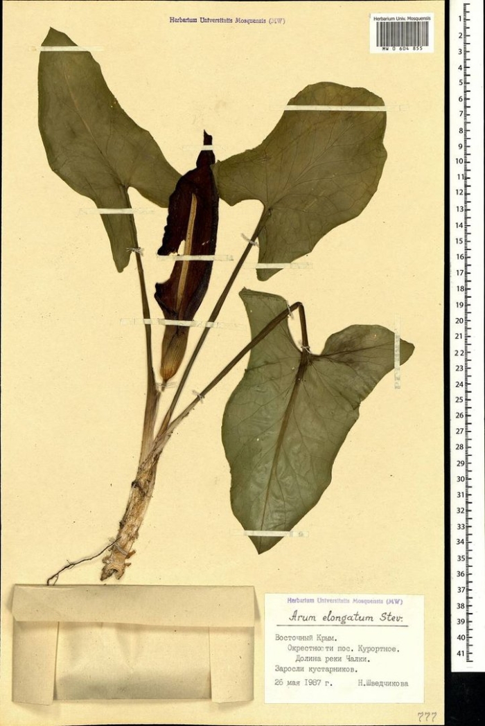 Стрелолист обыкновенный гербарий