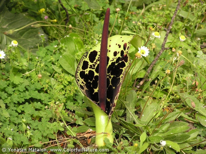 Arum dioscoridis