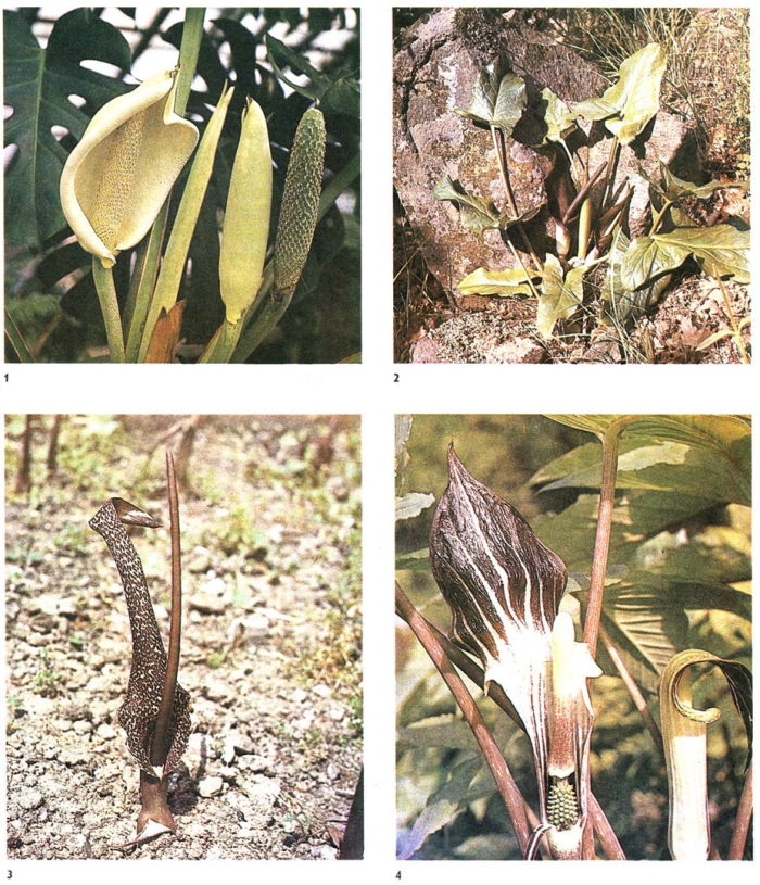 Anchomanes difformis