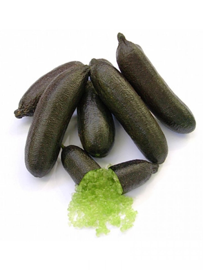 Микроцитрус австралазика россо