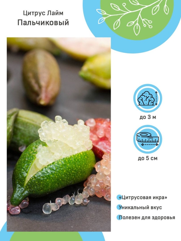 Цитрус лайм пальчиковый