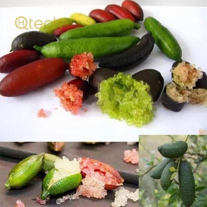 Австралийский пальчиковый лайм (finger lime)