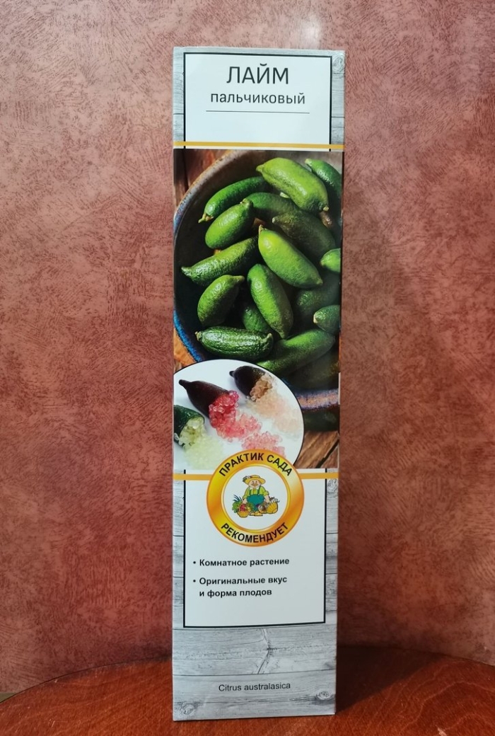Саженец цитрус лайм пальчиковый