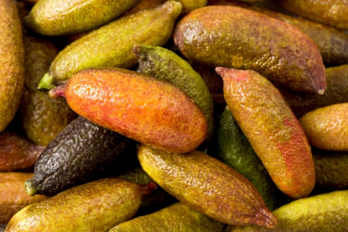 Australian finger lime