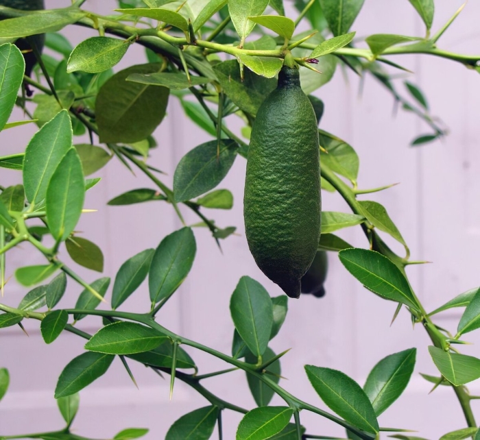 Микроцитрус пальчиковый лайм