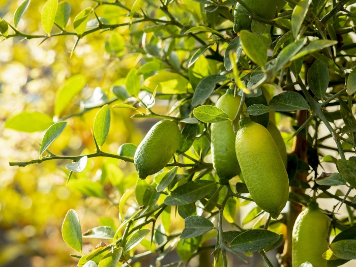 Microcitrus australasica