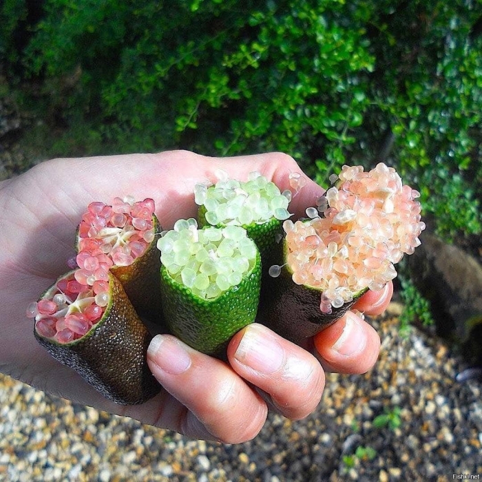 Microcitrus australasica