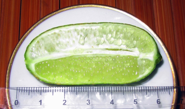 Огурец в разрезе