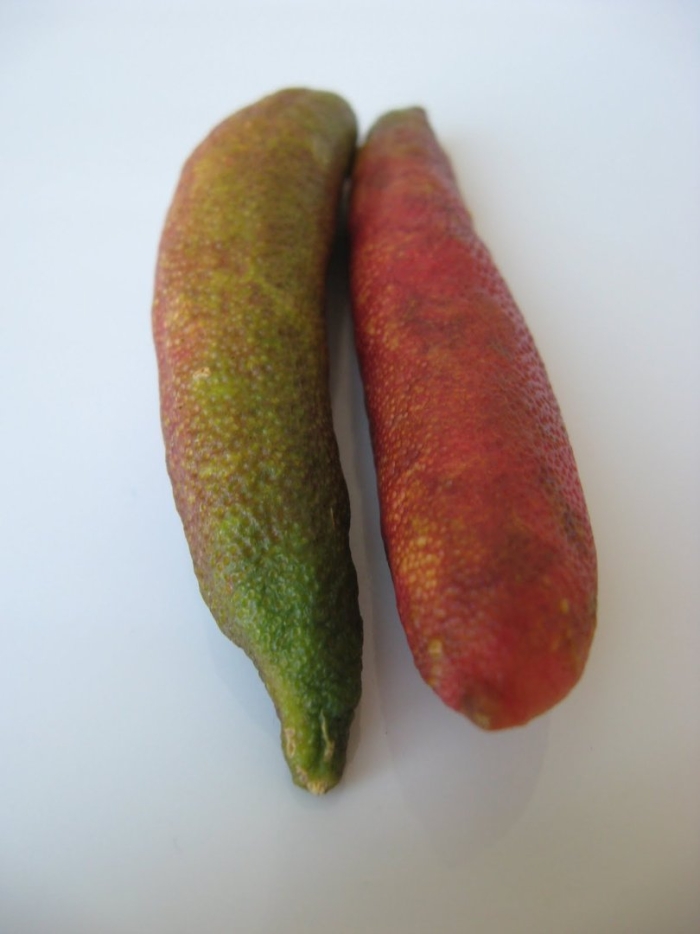 Microcitrus australasica