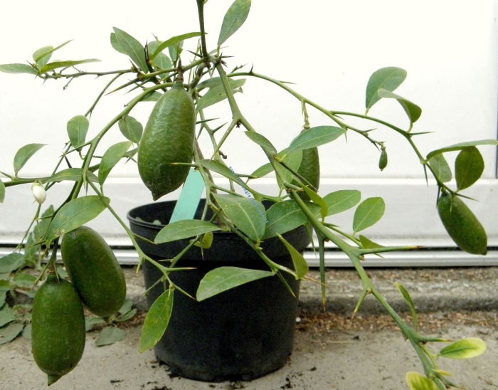 Микроцитрус папуана