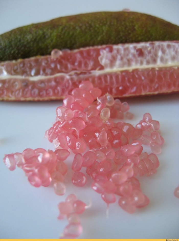 Микроцитрус россо