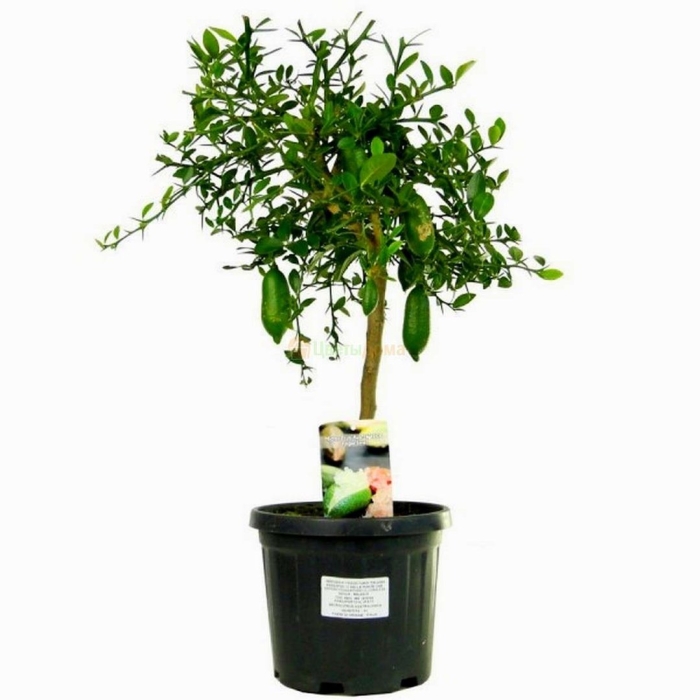 Цитрус лайм пальчиковый