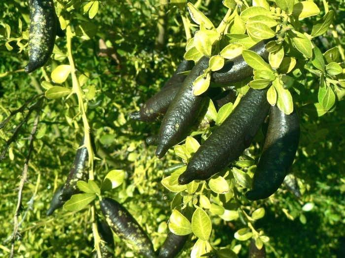 Цитрус лайм пальчиковый