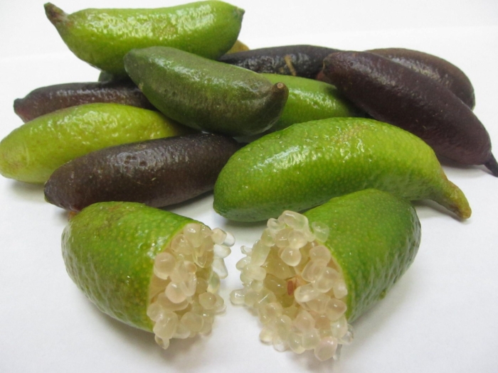 Микроцитрус фаустрайм