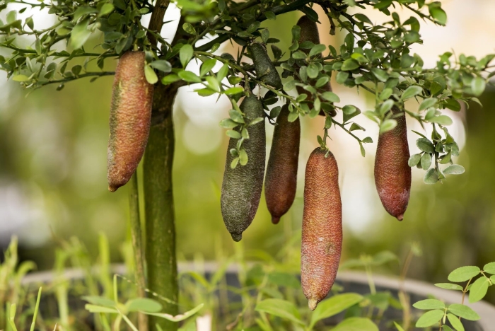 Блуд лайм микроцитрус