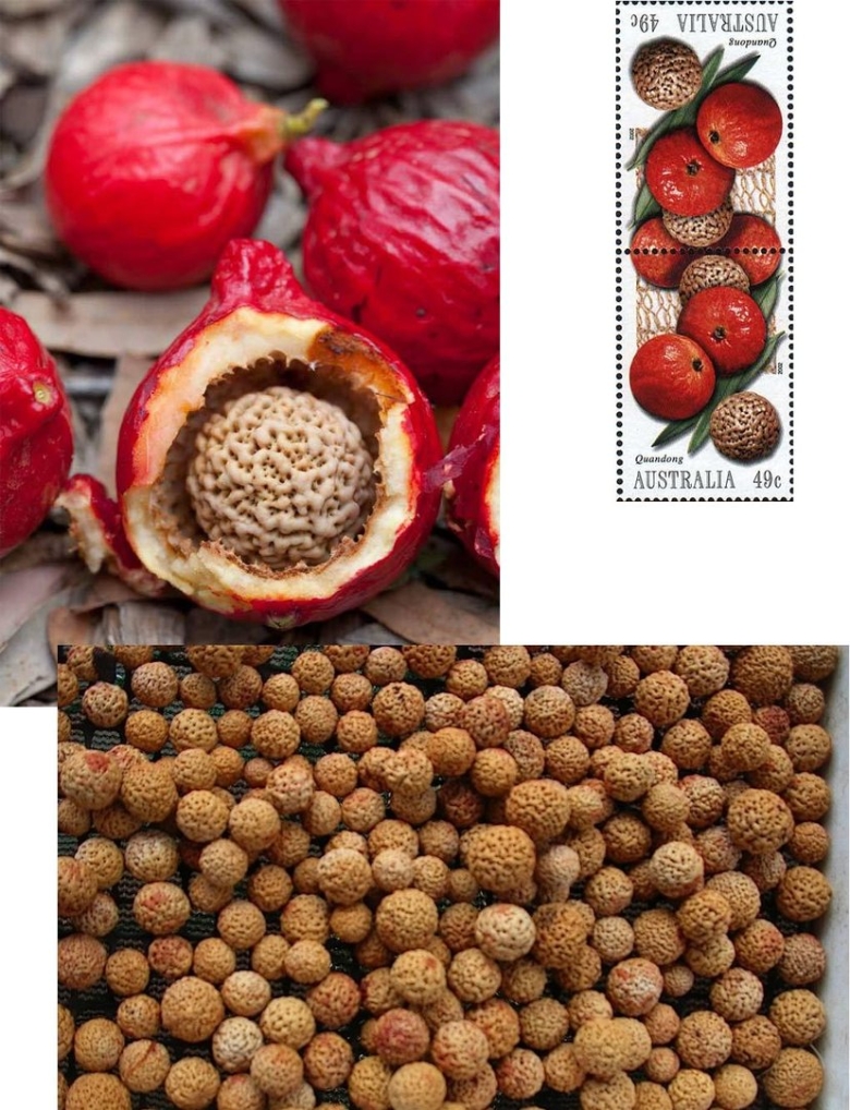 Косточки фруктов