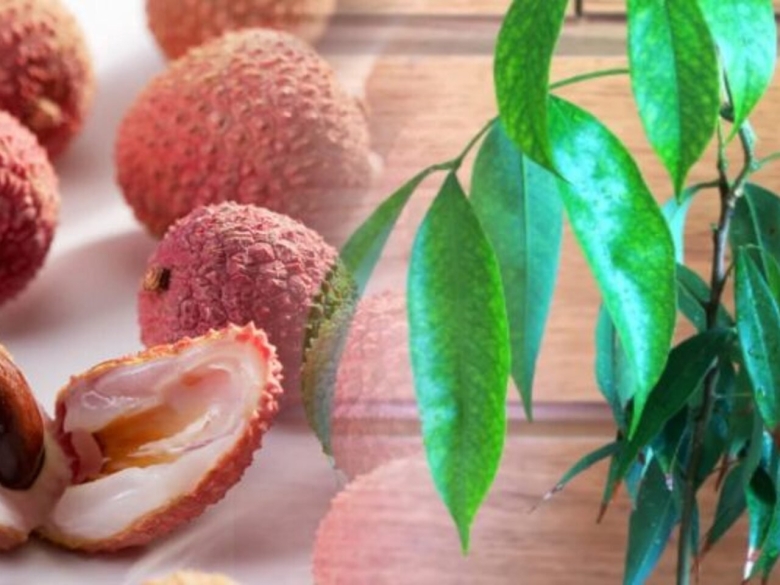 Китайские личи дерево