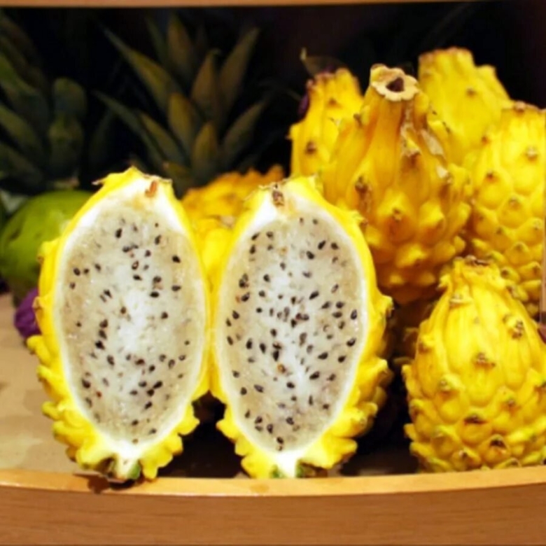 Питайя драконий фрукт