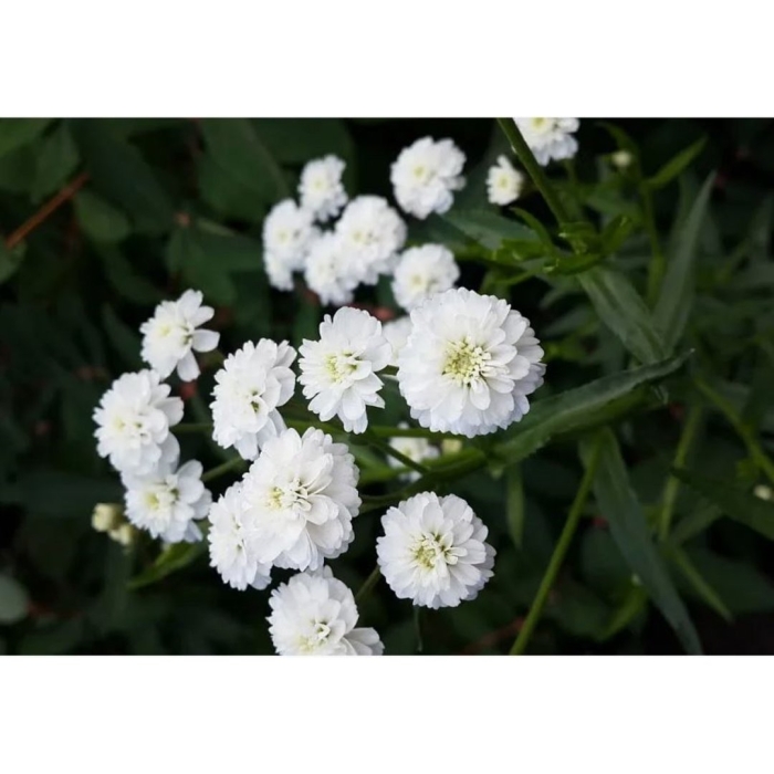 Тысячелистник птармика жемчуг