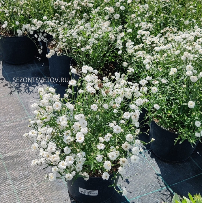 Тысячелистник птармика маршмеллоу