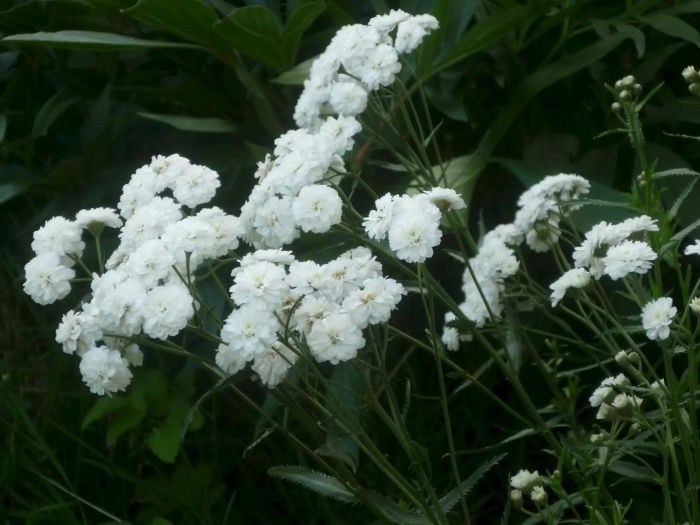 Тысячелистник achillea ptarmica