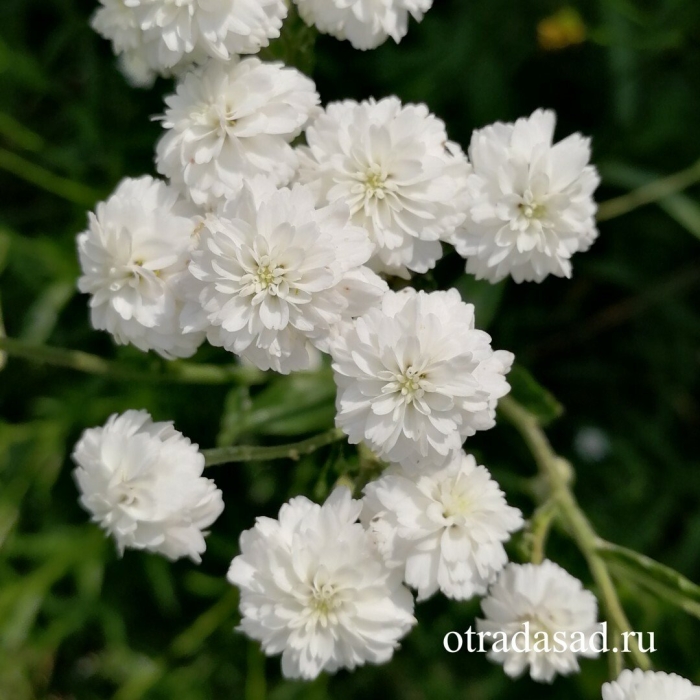 Тысячелистник птармика уайт